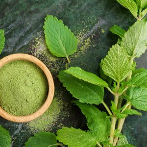 Lemon Balm Powder Extract